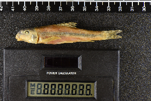  ( - 8007835)  @11 [ ] CreativeCommons  Attribution Share-Alike (2019) Unspecified Zoological Research Museum Alexander Koenig