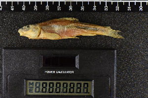  ( - 8007837)  @11 [ ] CreativeCommons  Attribution Share-Alike (2019) Unspecified Zoological Research Museum Alexander Koenig