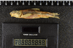  ( - 8007841)  @11 [ ] CreativeCommons  Attribution Share-Alike (2019) Unspecified Zoological Research Museum Alexander Koenig