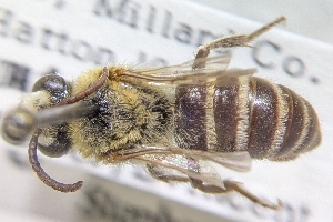  ( - BBSL971108)  @11 [ ] by-sa - CreativeCommons - Attribution Share-Alike  Unspecified Canadian National Collection of Insects, Arachnids and Nematodes