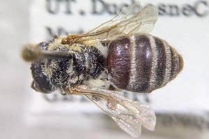  ( - BBSL971124)  @11 [ ] by-sa - CreativeCommons - Attribution Share-Alike  Unspecified Canadian National Collection of Insects, Arachnids and Nematodes