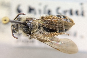  ( - CNC270494)  @11 [ ] by-sa - CreativeCommons - Attribution Share-Alike  Unspecified Canadian National Collection of Insects, Arachnids and Nematodes