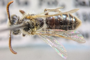  ( - CNC389955)  @11 [ ] by-sa - CreativeCommons - Attribution Share-Alike  Unspecified Canadian National Collection of Insects, Arachnids and Nematodes