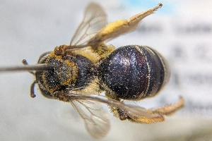  ( - CNC390019)  @11 [ ] by-sa - CreativeCommons - Attribution Share-Alike  Unspecified Canadian National Collection of Insects, Arachnids and Nematodes