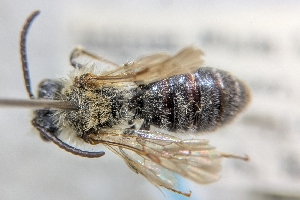  ( - CNC390024)  @11 [ ] by-sa - CreativeCommons - Attribution Share-Alike  Unspecified Canadian National Collection of Insects, Arachnids and Nematodes