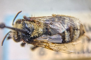  (Melissodes perlusus - CNC880090)  @11 [ ] by-sa - CreativeCommons - Attribution Share-Alike  Unspecified Canadian National Collection of Insects, Arachnids and Nematodes