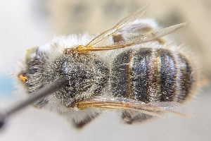  ( - CNC880259)  @11 [ ] by-sa - CreativeCommons - Attribution Share-Alike  Unspecified Canadian National Collection of Insects, Arachnids and Nematodes