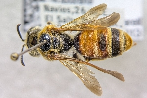  ( - CNCHYM46370)  @11 [ ] by-sa - CreativeCommons - Attribution Share-Alike  Unspecified Canadian National Collection of Insects, Arachnids and Nematodes