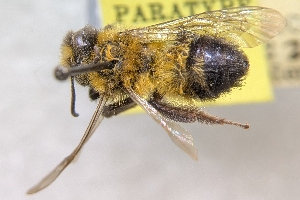  ( - CNCHYM53333)  @11 [ ] by-sa - CreativeCommons - Attribution Share-Alike  Unspecified Canadian National Collection of Insects, Arachnids and Nematodes