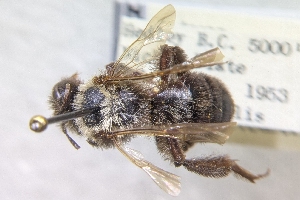  ( - CNCHYM53345)  @11 [ ] by-sa - CreativeCommons - Attribution Share-Alike  Unspecified Canadian National Collection of Insects, Arachnids and Nematodes