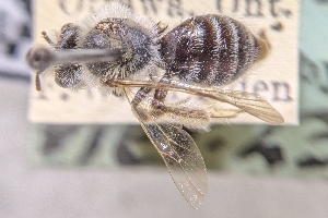  ( - CNCHYM54493)  @11 [ ] by-sa - CreativeCommons - Attribution Share-Alike  Unspecified Canadian National Collection of Insects, Arachnids and Nematodes