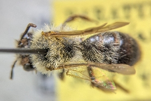  (Andrena singularis - CNCHYM59586)  @11 [ ] by-sa - CreativeCommons - Attribution Share-Alike  Unspecified Canadian National Collection of Insects, Arachnids and Nematodes