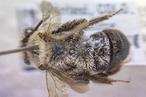  ( - CNCHYM60120)  @11 [ ] by-sa - CreativeCommons - Attribution Share-Alike  Unspecified Canadian National Collection of Insects, Arachnids and Nematodes