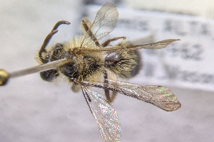  ( - CNCHYM60189)  @11 [ ] by-sa - CreativeCommons - Attribution Share-Alike  Unspecified Canadian National Collection of Insects, Arachnids and Nematodes