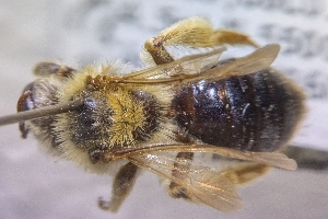  ( - CNCHYM60635)  @11 [ ] by-sa - CreativeCommons - Attribution Share-Alike  Unspecified Canadian National Collection of Insects, Arachnids and Nematodes