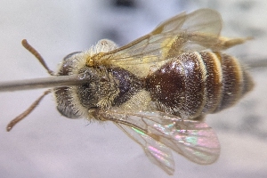  ( - CNCHYM60818)  @11 [ ] by-sa - CreativeCommons - Attribution Share-Alike  Unspecified Canadian National Collection of Insects, Arachnids and Nematodes