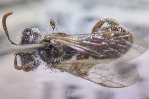  ( - CNCHYM60821)  @11 [ ] by-sa - CreativeCommons - Attribution Share-Alike  Unspecified Canadian National Collection of Insects, Arachnids and Nematodes