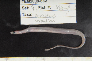  (Derichthys serpentinus - 08-053)  @13 [ ] Unspecified (default): All Rights Reserved  Unspecified Unspecified