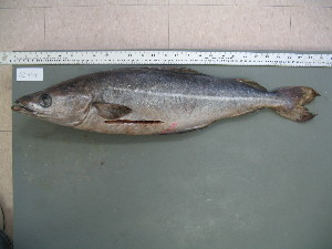  ( - 09-404)  @12 [ ] Unspecified (default): All Rights Reserved  Unspecified Unspecified