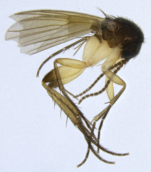  (Sceptonia concolor - NVO.LMM-Myc-2117)  @11 [ ] by-nc (2021) Unspecified Regional Museum of Lapland, Rovaniemi