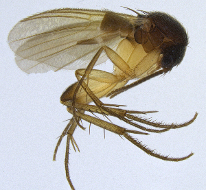  (Sceptonia fumipes - NVO.LMM-Myc-2144)  @11 [ ] by-nc (2021) Unspecified Regional Museum of Lapland, Rovaniemi