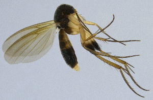  (Sceptonia costata - NVO.LMM-Myc-2192)  @11 [ ] by-nc (2021) Unspecified Regional Museum of Lapland, Rovaniemi