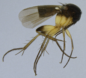  (Sceptonia hamata - NVO.LMM-Myc-2193)  @11 [ ] by-nc (2021) Unspecified Regional Museum of Lapland, Rovaniemi