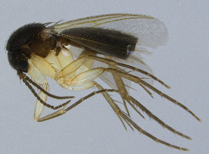  (Sceptonia pilosa - NVO.LMM-Myc-2194)  @11 [ ] by-nc (2021) Unspecified Regional Museum of Lapland, Rovaniemi