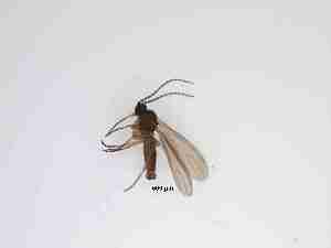  (Sciaridae_genus_JH01 sp. 7_TM - LW-QMT84-2)  @11 [ ] CreativeCommonsAttribution Non-Commercial (2018) Unspecified Zhejiang A&F University