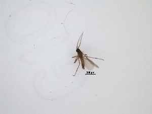  (Corynoptera sp. 34_TM - LW-QMT104)  @11 [ ] CreativeCommons  Attribution
Non-Commercial Share-Alike (2019) Unspecified Zhejiang A&F University