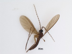  (Sciaridae_genus_JH01 sp. 62_TM - LW-QMT171)  @11 [ ] CreativeCommons  Attribution
Non-Commercial Share-Alike (2019) Unspecified Zhejiang A&F University