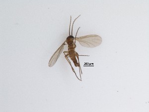  (Corynoptera sp. 17_TM - LW-QMT19)  @11 [ ] CreativeCommons  Attribution
Non-Commercial Share-Alike (2019) Unspecified Zhejiang A&F University