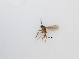  (Sciaridae_genus_JH01 sp. 6_TM - LW-QMT222)  @11 [ ] CreativeCommons  Attribution
Non-Commercial Share-Alike (2019) Unspecified Zhejiang A&F University