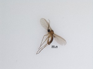  (Corynoptera sp. 10_TM - LW-QMT342)  @11 [ ] CreativeCommons  Attribution
Non-Commercial Share-Alike (2019) Unspecified Zhejiang A&F University