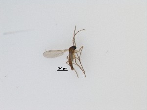  (Keilbachia sp. 2_TM - LW-QMT36)  @11 [ ] CreativeCommons  Attribution
Non-Commercial Share-Alike (2019) Unspecified Zhejiang A&F University