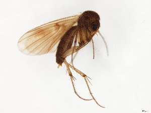  ( - TSZD-JKJ-107211)  @11 [ ] CreativeCommons - Attribution Non-Commercial Share-Alike (2019) Unspecified Tromsø University Museum