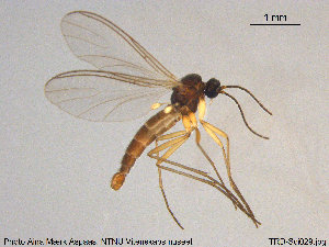  (Trichocoelina ithyspina - TRD-Sci029)  @11 [ ] CreativeCommons - Attribution Non-Commercial Share-Alike (2015) NTNU University Museum, Department of Natural History NTNU University Museum, Department of Natural History