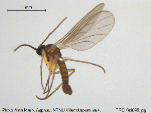  (Lycoriella acutostylia - TRD-Sci096)  @12 [ ] CreativeCommons - Attribution Non-Commercial Share-Alike (2015) NTNU University Museum, Department of Natural History NTNU University Museum, Department of Natural History