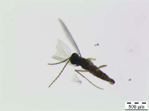  (Corynoptera sphenoptera - bf-sci-00191)  @12 [ ] CreativeCommons - Attribution Non-Commercial Share-Alike (2014) Oivind Gammelmo BioFokus
