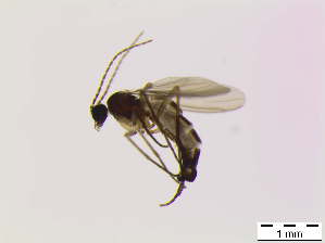  ( - bf-sci-00206)  @11 [ ] CreativeCommons - Attribution Non-Commercial Share-Alike (2014) Oivind Gammelmo BioFokus