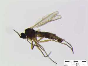  (Bradysia subrufescens - bf-sci-00254)  @13 [ ] CreativeCommons - Attribution Non-Commercial Share-Alike (2014) Oivind Gammelmo BioFokus