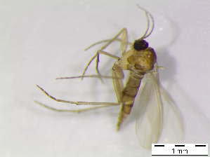  ( - bf-sci-00452)  @11 [ ] CreativeCommons - Attribution Non-Commercial Share-Alike (2015) Oivind Gammelmo / Kjell Magne Olsen BioFokus