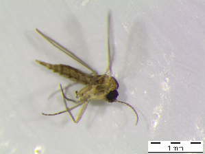  ( - bf-sci-00536)  @11 [ ] CreativeCommons - Attribution Non-Commercial Share-Alike (2015) Oivind Gammelmo / Kjell Magne Olsen BioFokus