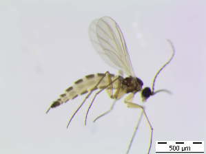  (Corynoptera anae - bf-sci-00662)  @12 [ ] CreativeCommons - Attribution Non-Commercial Share-Alike (2015) Oivind Gammelmo BioFokus