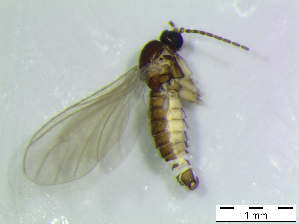  ( - bf-sci-00744)  @11 [ ] CreativeCommons - Attribution Non-Commercial Share-Alike (2016) Kjell Magne Olsen BioFokus