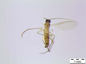  ( - bf-sci-00821)  @11 [ ] CreativeCommons - Attribution Non-Commercial Share-Alike (2016) Oivind Gammelmo BioFokus