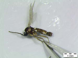  (Cratyna s.l. colei - bf-sci-00921)  @11 [ ] CreativeCommons - Attribution Non-Commercial Share-Alike (2016) Kjell Magne Olsen BioFokus