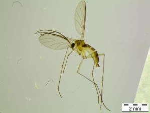  ( - bf-sci-01002)  @12 [ ] CreativeCommons - Attribution Share-Alike (2015) OlsenGammelmo BioFokus
