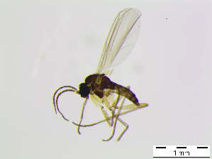  ( - bf-sci-01053)  @11 [ ] CreativeCommons - Attribution Share-Alike (2015) OlsenGammelmo BioFokus