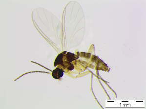  ( - bf-sci-01082)  @11 [ ] CreativeCommons - Attribution Share-Alike (2015) OlsenGammelmo BioFokus